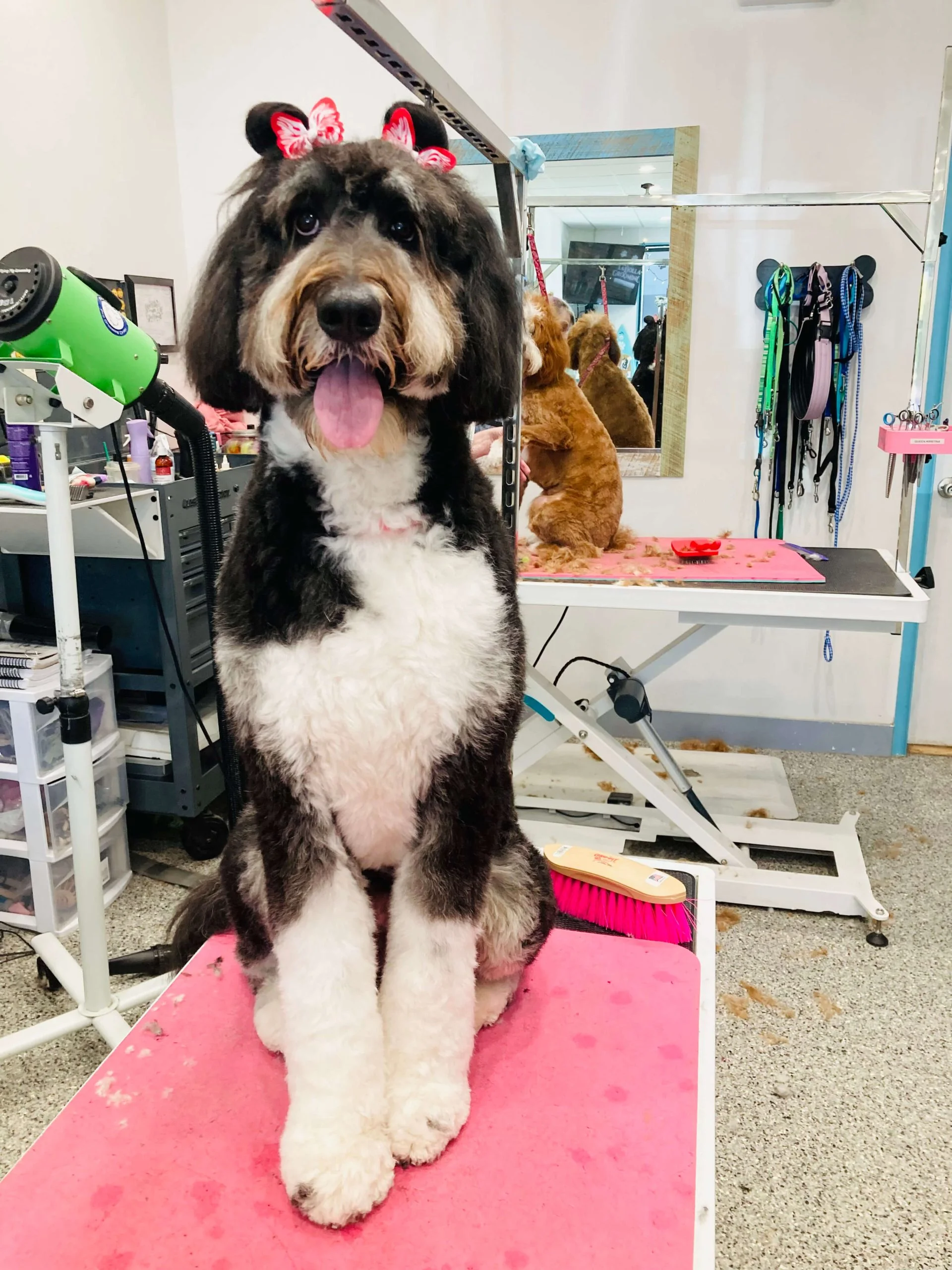 LJ Grooming