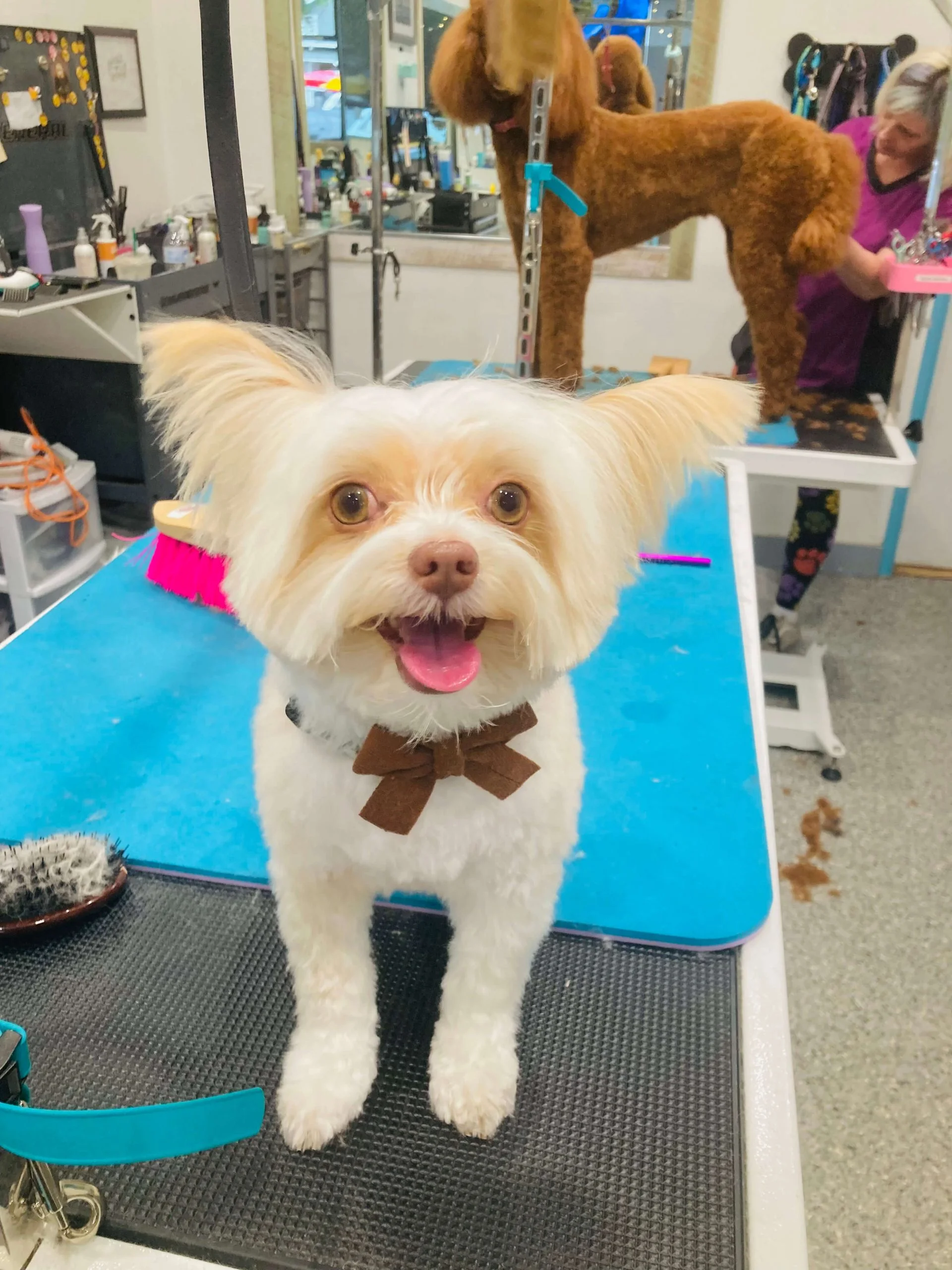 LJ Grooming