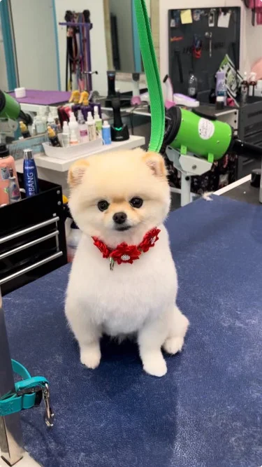 LJ Grooming