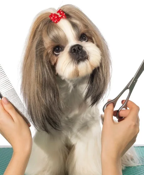 LJ Grooming